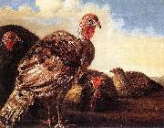 CUYP, Aelbert Domestic Fowl oil painting picture wholesale